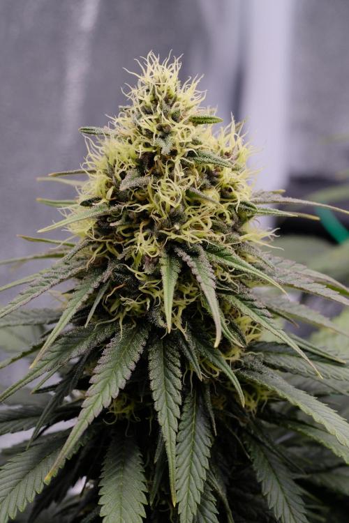 Sativa Triangle Turned Circle. Week 12