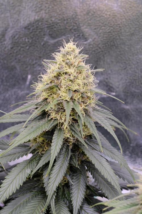 Sativa Triangle Turned Circle. Week 12