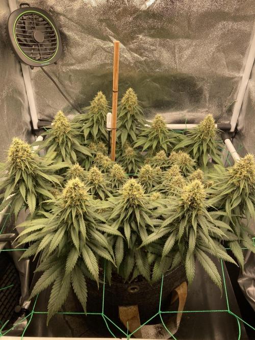 Sativa Triangle Turned Circle. Week 13 - D85/FD42 18.05.26