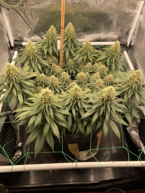 Sativa Triangle Turned Circle. Week 13 - D86/FD43 19.05.26
