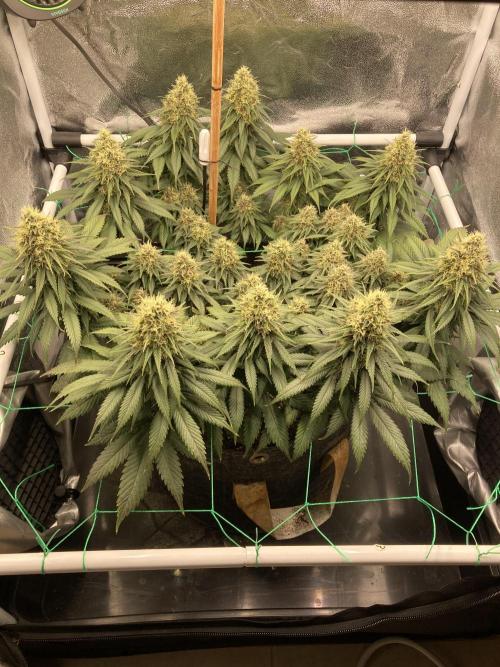 Sativa Triangle Turned Circle. Week 13 - D87/FD44 20.05.26