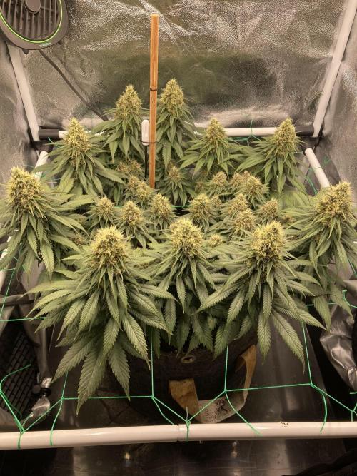 Sativa Triangle Turned Circle. Week 13 - D88/FD45 21.05.26