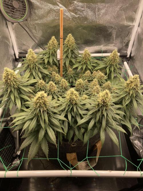 Sativa Triangle Turned Circle. Week 13 - D89/FD46 22.05.26