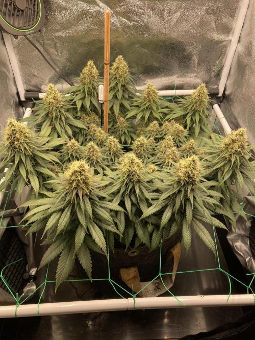 Sativa Triangle Turned Circle. Week 13 - D90/FD47 23.05.26