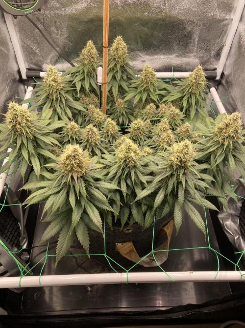 Sativa Triangle Turned Circle. Week 13 - D91/FD48 24.05.26