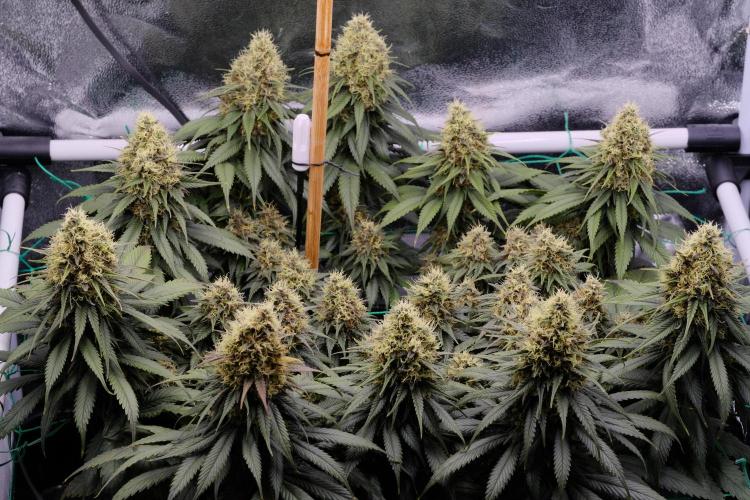 Sativa Triangle Turned Circle. Week 13