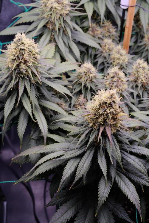Sativa Triangle Turned Circle. Week 13