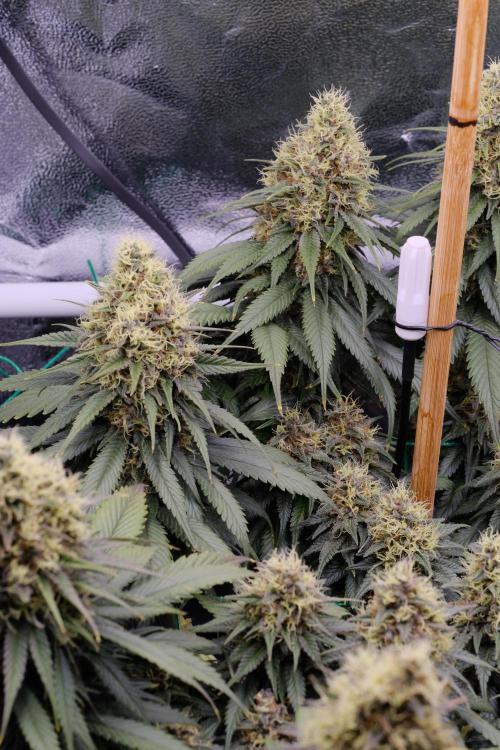 Sativa Triangle Turned Circle. Week 13