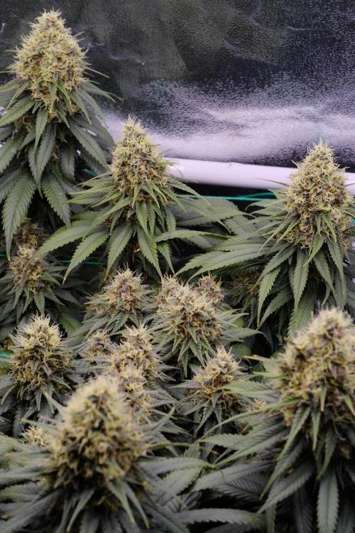 Sativa Triangle Turned Circle. Week 13