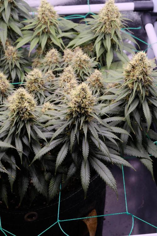 Sativa Triangle Turned Circle. Week 13