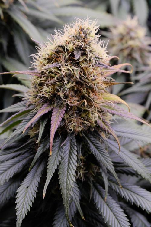 Sativa Triangle Turned Circle. Week 13