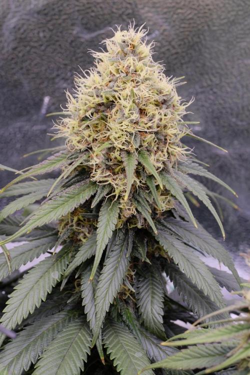 Sativa Triangle Turned Circle. Week 13