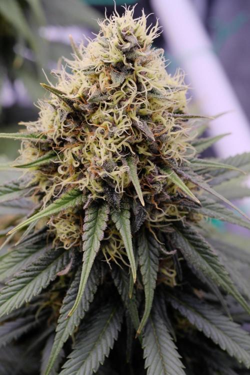 Sativa Triangle Turned Circle. Week 13