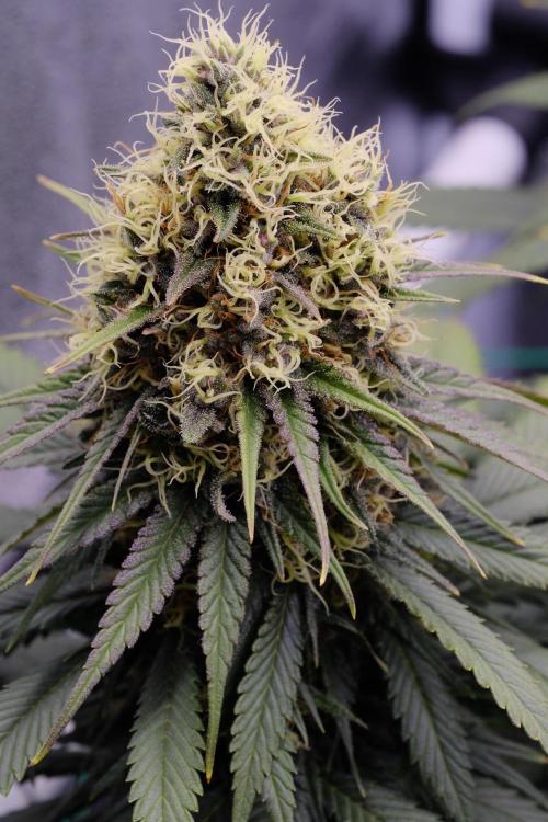Sativa Triangle Turned Circle. Week 13