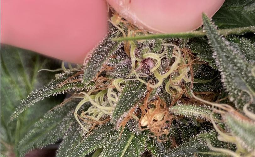 Sativa Triangle Turned Circle. Week 13 - Nanners :(