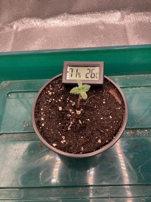 Royal Cookies. Week 0