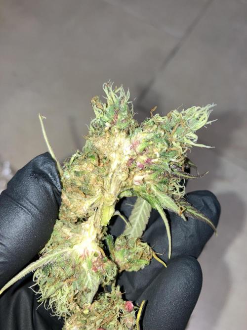 Sativa Triangle Turned Circle. Week 14
