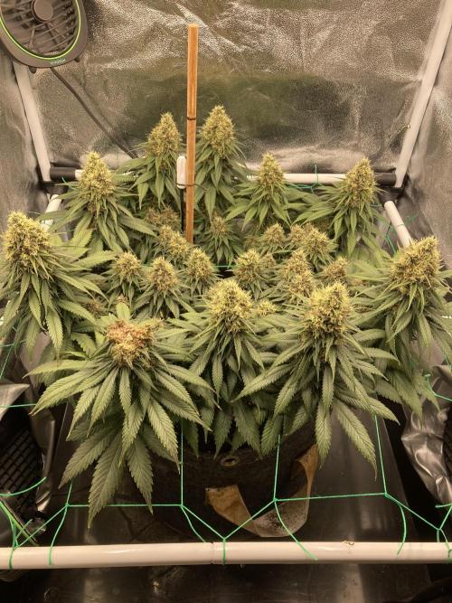 Sativa Triangle Turned Circle. Week 14 - D92/FD49 25.05.26