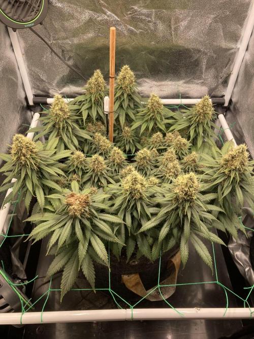 Sativa Triangle Turned Circle. Week 14 - D93/FD50 26.05.26