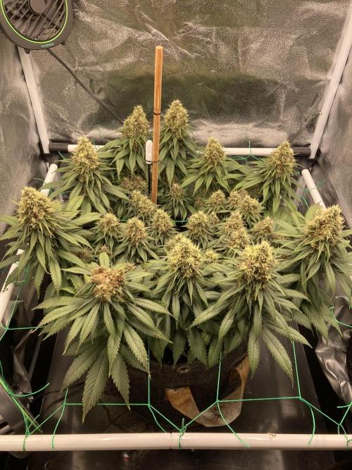 Sativa Triangle Turned Circle. Week 14 - D94/FD51 27.05.26