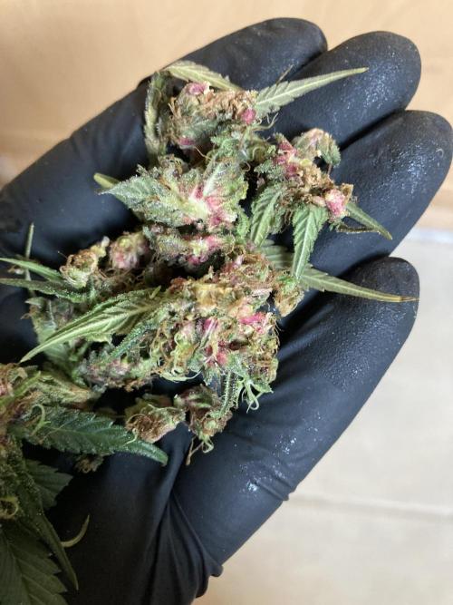 Sativa Triangle Turned Circle. Week 14