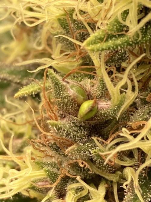Sativa Triangle Turned Circle. Week 14