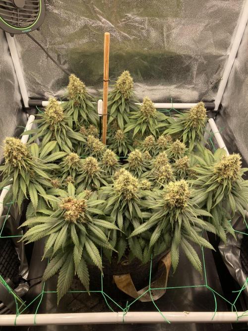 Sativa Triangle Turned Circle. Week 14 - D95/FD52 28.05.26