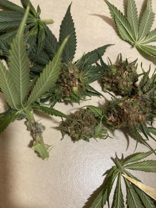 Sativa Triangle Turned Circle. Week 14