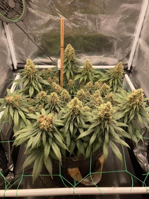 Sativa Triangle Turned Circle. Week 14 - D96/FD53 29.05.26