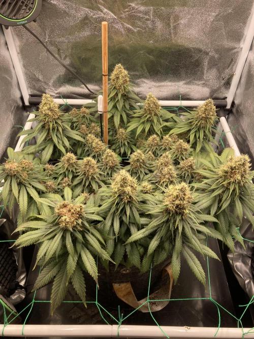 Sativa Triangle Turned Circle. Week 14 - D97/FD54 30.05.26