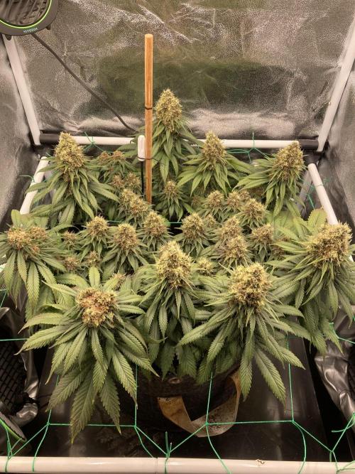 Sativa Triangle Turned Circle. Week 14 - D98/FD55 31.05.26