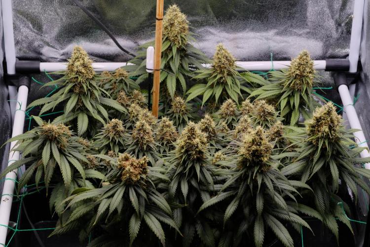 Sativa Triangle Turned Circle. Week 14