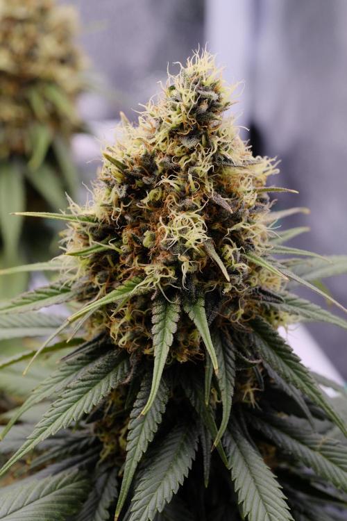 Sativa Triangle Turned Circle. Week 14