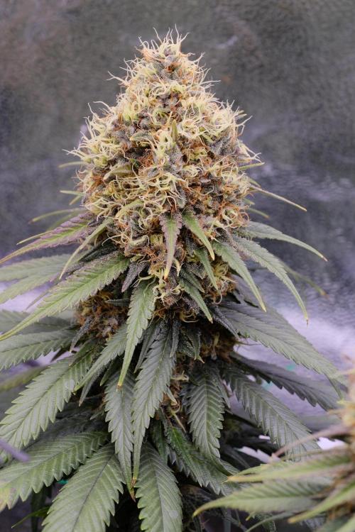 Sativa Triangle Turned Circle. Week 14