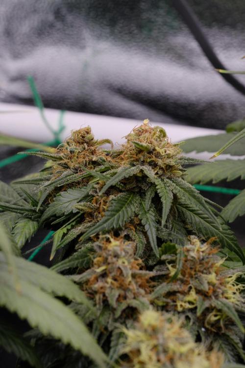 Sativa Triangle Turned Circle. Week 14