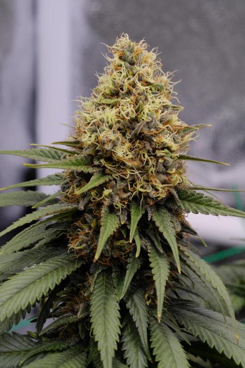 Dutch Passion - Shaman by laxx