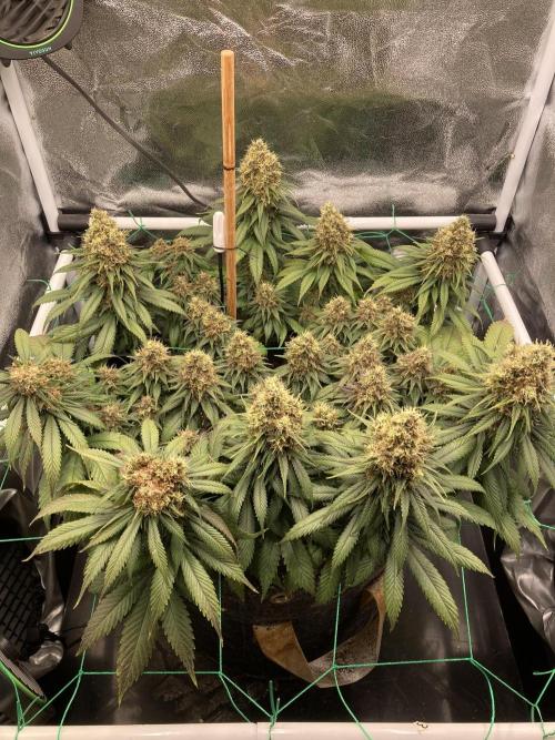 Sativa Triangle Turned Circle. Week 15 - D99/FD56 01.06.26