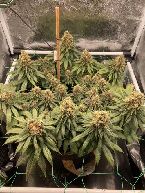Sativa Triangle Turned Circle. Week 15 - D100/FD57 02.06.26