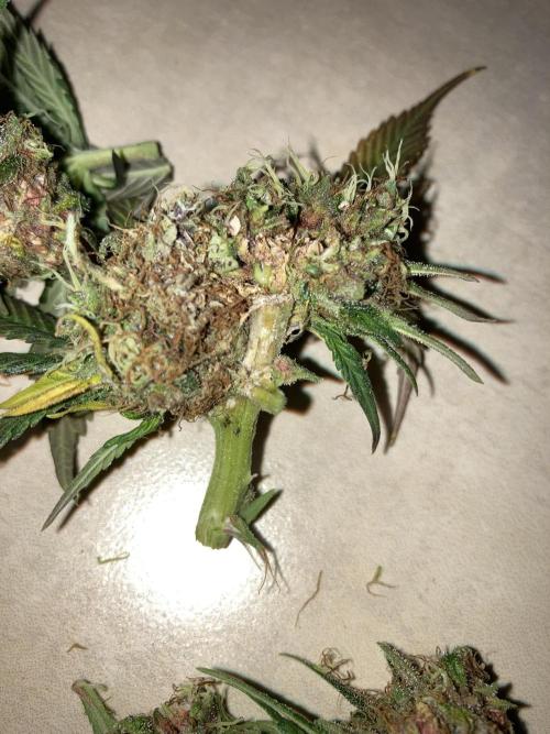 Sativa Triangle Turned Circle. Week 15 - D101/FD58
