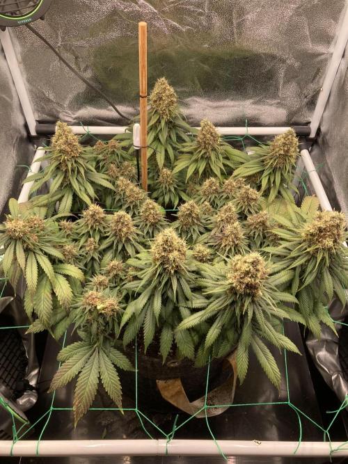 Sativa Triangle Turned Circle. Week 15 - D101/FD58 03.06.26
