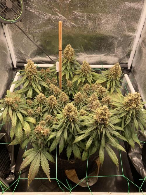 Sativa Triangle Turned Circle. Week 15 - D102/FD59 04.06.26