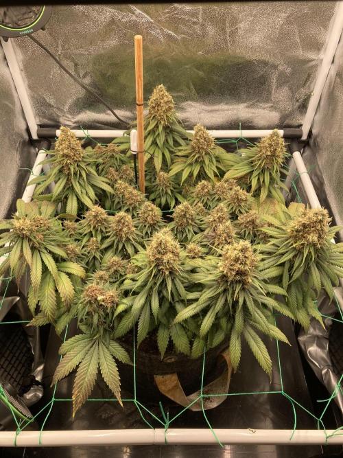 Sativa Triangle Turned Circle. Week 15 - D103/FD59 05.06.26