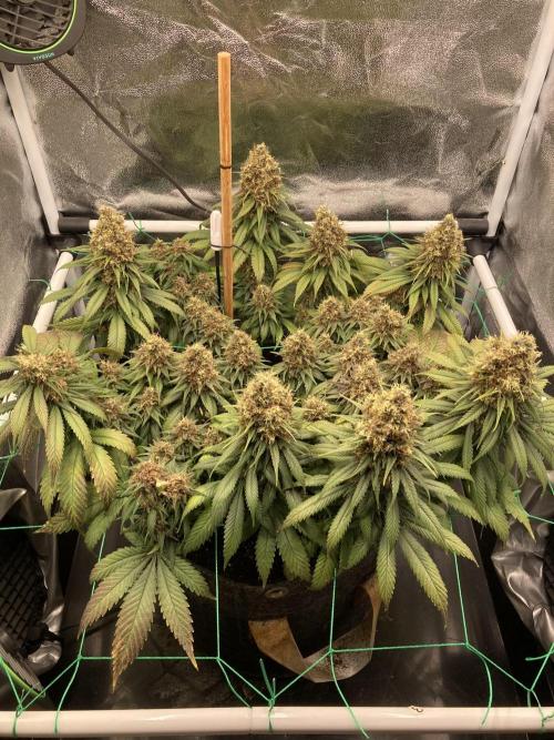 Sativa Triangle Turned Circle. Week 15 - D104/FD60 06.06.26