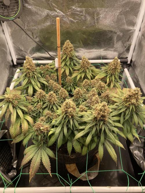 Sativa Triangle Turned Circle. Week 15 - D105/FD61 07.06.26