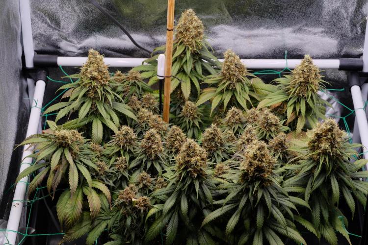 Sativa Triangle Turned Circle. Week 15