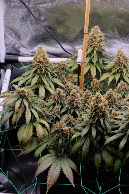 Sativa Triangle Turned Circle. Week 15