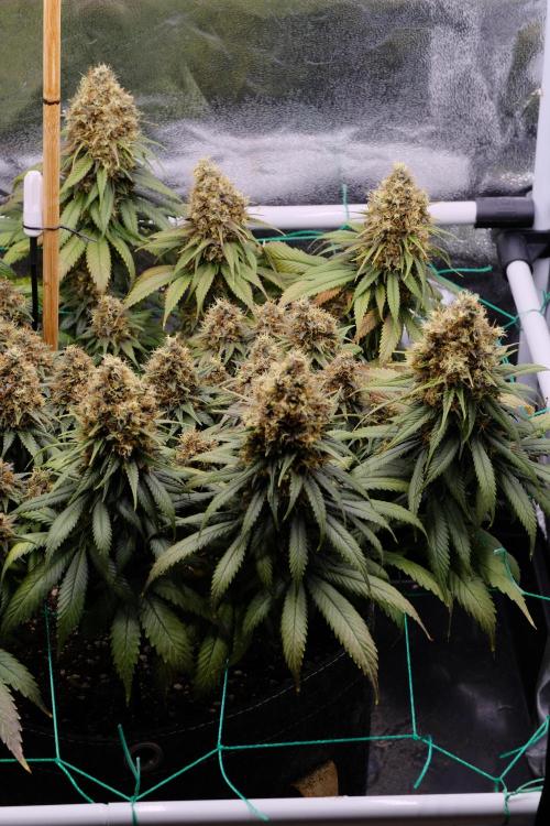 Sativa Triangle Turned Circle. Week 15