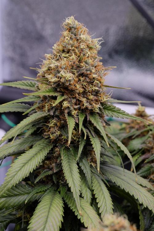 Sativa Triangle Turned Circle. Week 15