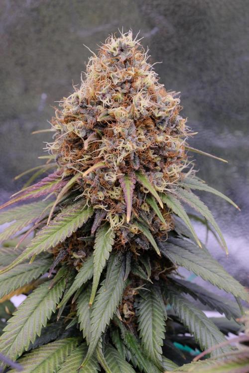 Sativa Triangle Turned Circle. Week 15