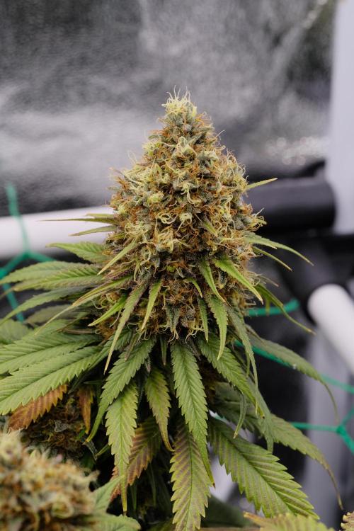 Sativa Triangle Turned Circle. Week 15